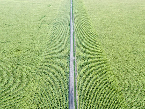 Földút Egy Zöld Kukoricaföldön Keresztül Ukrajnában Légi Drónra Néző — Stock Fotó