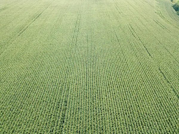 Green Cornfield Ukraine Aerial Drone View — Stock Photo, Image