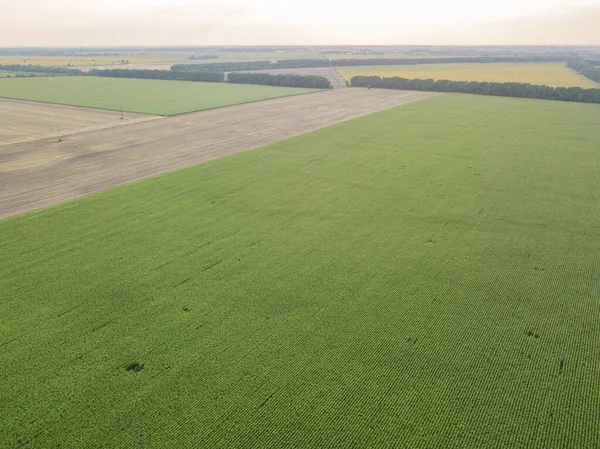 Campo Milho Verde Ucrânia Vista Aérea Drones — Fotografia de Stock