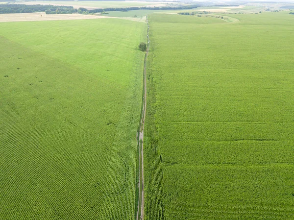 Ukrayna 'daki yeşil bir mısır tarlasından geçen toprak yol. Hava aracı görünümü.