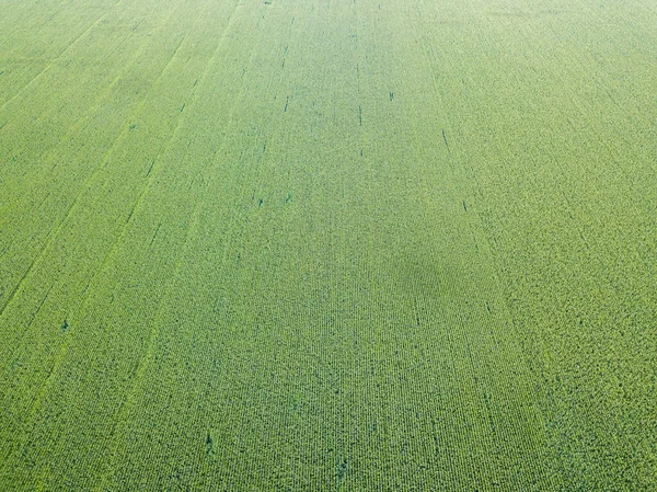 Green Cornfield Ukraine Aerial Drone View — Stock Photo, Image