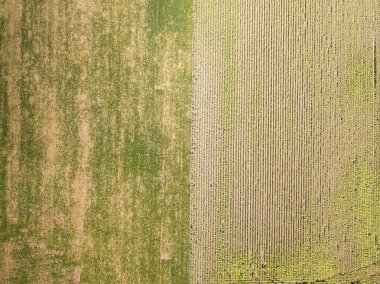 Ukrayna 'da yeşil mısır ve ayçiçeği tarlaları. Hava aracı görünümü.