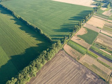 Hava aracı görüntüsü. Ukrayna tarımsal alanlarının pürüzsüz geometrik sınırları. Açık yaz günü.