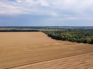 Ukrayna 'da olgunlaşmış buğday tarlası. Açık yaz günü. Hava görünümü.