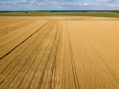Ukrayna 'da olgunlaşmış buğday tarlası. Açık yaz günü. Hava görünümü.
