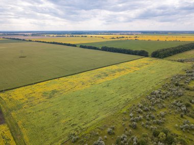 Ukrayna 'da yeşil mısır ve ayçiçeği tarlaları. Hava aracı görünümü.