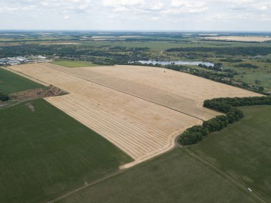 Ukrayna 'da olgunlaşmış buğday tarlası. Açık yaz günü. Hava görünümü.