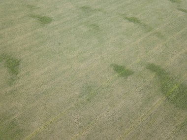 Hava aracı görüntüsü. Yazın Ukrayna tarlaları.