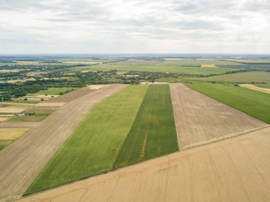 Ukrayna 'da yeşil mısır ve ayçiçeği tarlaları. Hava aracı görünümü.