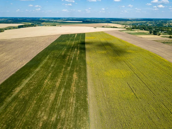 ウクライナのトウモロコシとひまわりの緑のフィールド 空中ドローンビュー — ストック写真