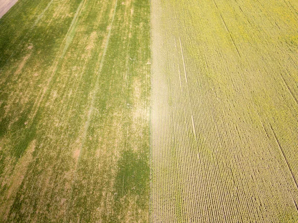 ウクライナのトウモロコシとひまわりの緑のフィールド 空中ドローンビュー — ストック写真