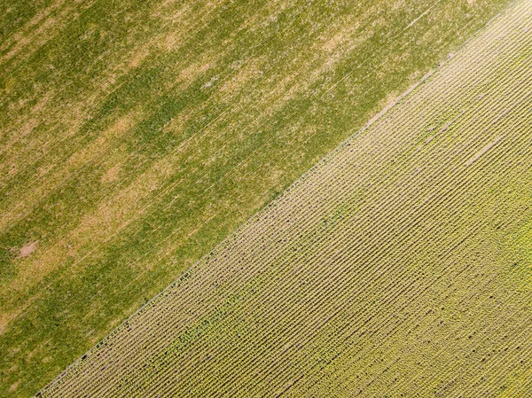 Πράσινα Χωράφια Καλαμποκιού Και Ηλιοτρόπιου Στην Ουκρανία Αεροφωτογραφία Τηλεκατευθυνόμενου — Φωτογραφία Αρχείου
