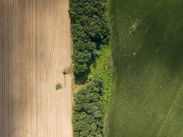 Hava aracı görüntüsü. Ukrayna tarımsal alanlarının pürüzsüz geometrik sınırları. Açık yaz günü.