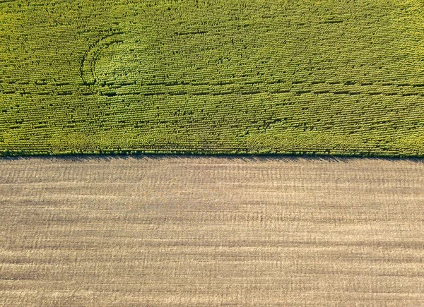 Flygdrönare Smidiga Geometriska Gränser Ukrainska Jordbruksfält Sommarens Klara Dag — Stockfoto