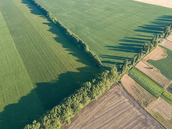 空中ドローンビュー ウクライナの農業分野の滑らかな幾何学的境界 夏の晴れた日 — ストック写真