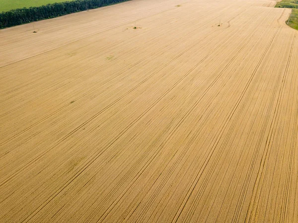 Campo Trigo Maduro Ucrânia Verão Claro Vista Aérea — Fotografia de Stock