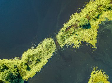 Hava aracı görüntüsü. Sudaki yeşil su zambakları.