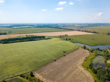 Hava aracı görüntüsü. Bir yaz gününde Ukrayna yeşil mısır tarlası.