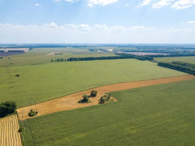 Hava aracı görüntüsü. Bir yaz gününde Ukrayna yeşil mısır tarlası.
