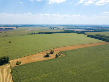 Hava aracı görüntüsü. Bir yaz gününde Ukrayna yeşil mısır tarlası.