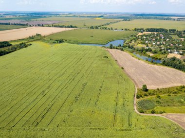 Hava aracı görüntüsü. Bir yaz gününde Ukrayna yeşil mısır tarlası.