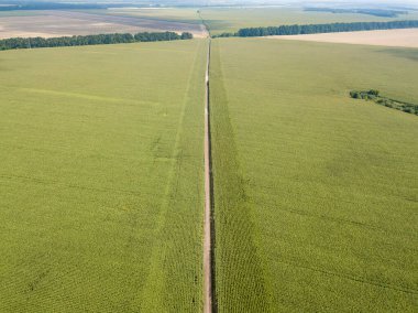 Hava aracı görüntüsü. Bir yaz gününde Ukrayna yeşil mısır tarlası.