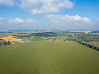 Hava aracı görüntüsü. Bir yaz gününde Ukrayna yeşil mısır tarlası.