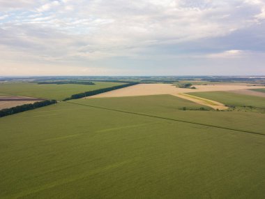 Hava aracı görüntüsü. Bir yaz gününde Ukrayna yeşil mısır tarlası.