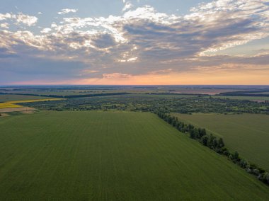 Hava aracı görüntüsü. Bir yaz gününde Ukrayna yeşil mısır tarlası.