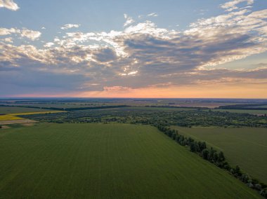 Hava aracı görüntüsü. Bir yaz gününde Ukrayna yeşil mısır tarlası.