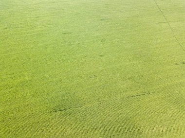 Hava aracı görüntüsü. Bir yaz gününde Ukrayna yeşil mısır tarlası.