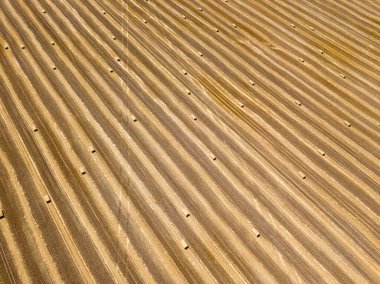 Hava aracı görüntüsü. Toplanan Ukrayna buğday tarlası.