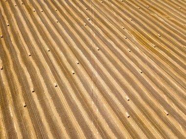 Hava aracı görüntüsü. Toplanan Ukrayna buğday tarlası.