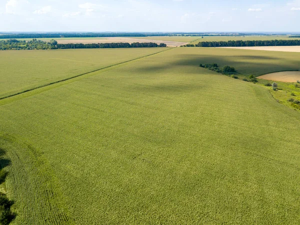 Hava aracı görüntüsü. Bir yaz gününde Ukrayna yeşil mısır tarlası.