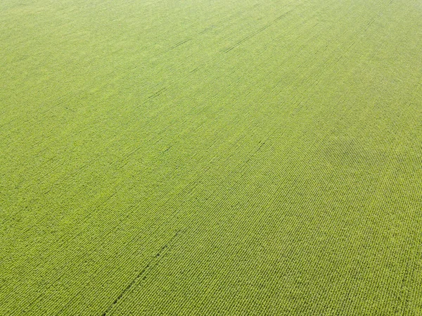 Veduta Aerea Del Drone Campo Grano Verde Ucraino Una Giornata — Foto Stock