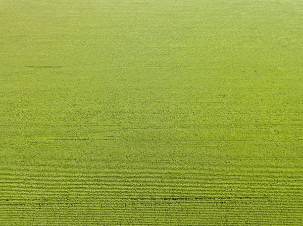 Luchtdrone Zicht Oekraïense Groene Maïsveld Een Zomerdag — Stockfoto