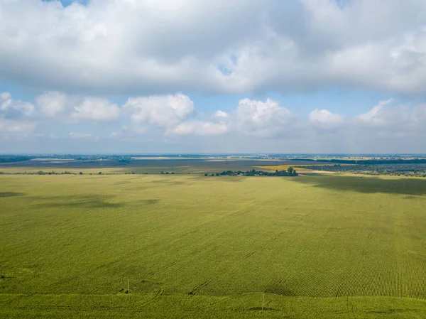 Aerial Drone View Ukrainian Green Corn Field Summer Day — Stock Photo, Image