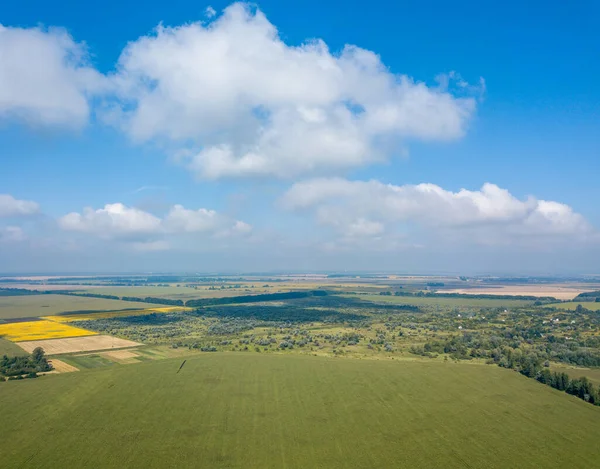 Hava aracı görüntüsü. Bir yaz gününde Ukrayna yeşil mısır tarlası.