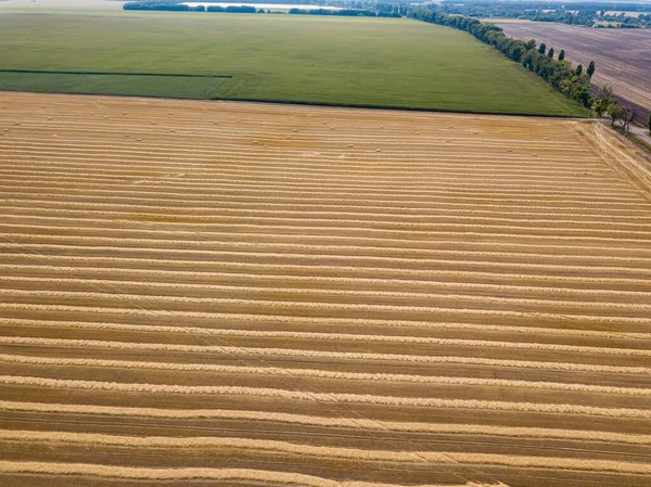 Luchtdrone Zicht Geoogst Oekraïens Tarweveld — Stockfoto