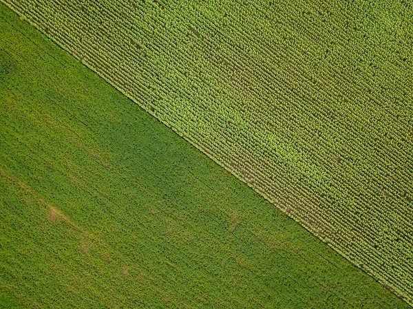 Vista Aérea Drones Campo Milho Verde Ucraniano Dia Verão — Fotografia de Stock