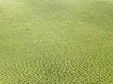 Hava aracı görüntüsü. Bir yaz gününde Ukrayna yeşil mısır tarlası.