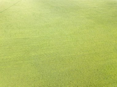 Hava aracı görüntüsü. Bir yaz gününde Ukrayna yeşil mısır tarlası.