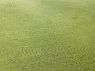 Hava aracı görüntüsü. Bir yaz gününde Ukrayna yeşil mısır tarlası.