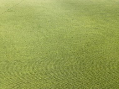 Hava aracı görüntüsü. Bir yaz gününde Ukrayna yeşil mısır tarlası.