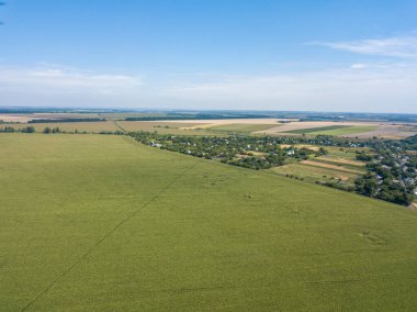 Hava aracı görüntüsü. Bir yaz gününde Ukrayna yeşil mısır tarlası.