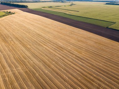 Hava aracı görüntüsü. Toplanan Ukrayna buğday tarlası.