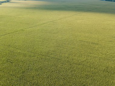 Hava aracı görüntüsü. Bir yaz gününde Ukrayna yeşil mısır tarlası.
