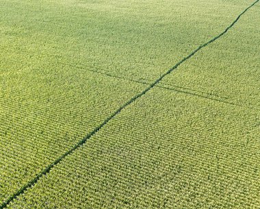 Hava aracı görüntüsü. Bir yaz gününde Ukrayna yeşil mısır tarlası.