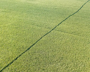 Hava aracı görüntüsü. Bir yaz gününde Ukrayna yeşil mısır tarlası.