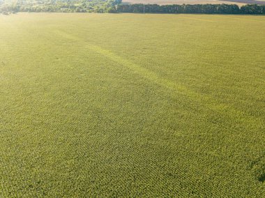 Hava aracı görüntüsü. Bir yaz gününde Ukrayna yeşil mısır tarlası.